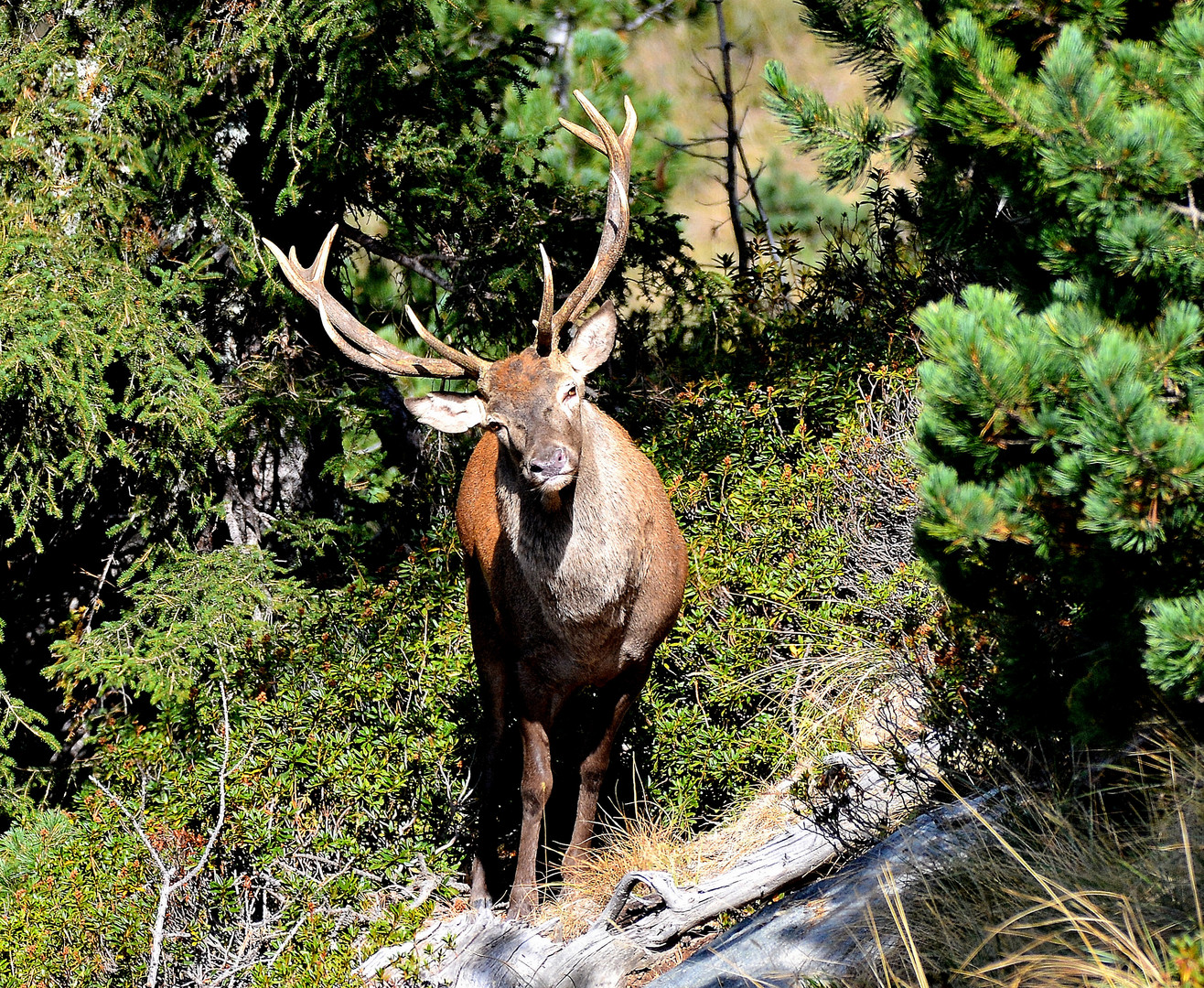 Hier en Vanoise 