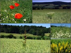 - Hier entfalten wir unsere Schönheit mitten im Rapsfeld-