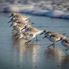 Hier entscheidet eine knappe Brustlänge äh Schnabellänge …