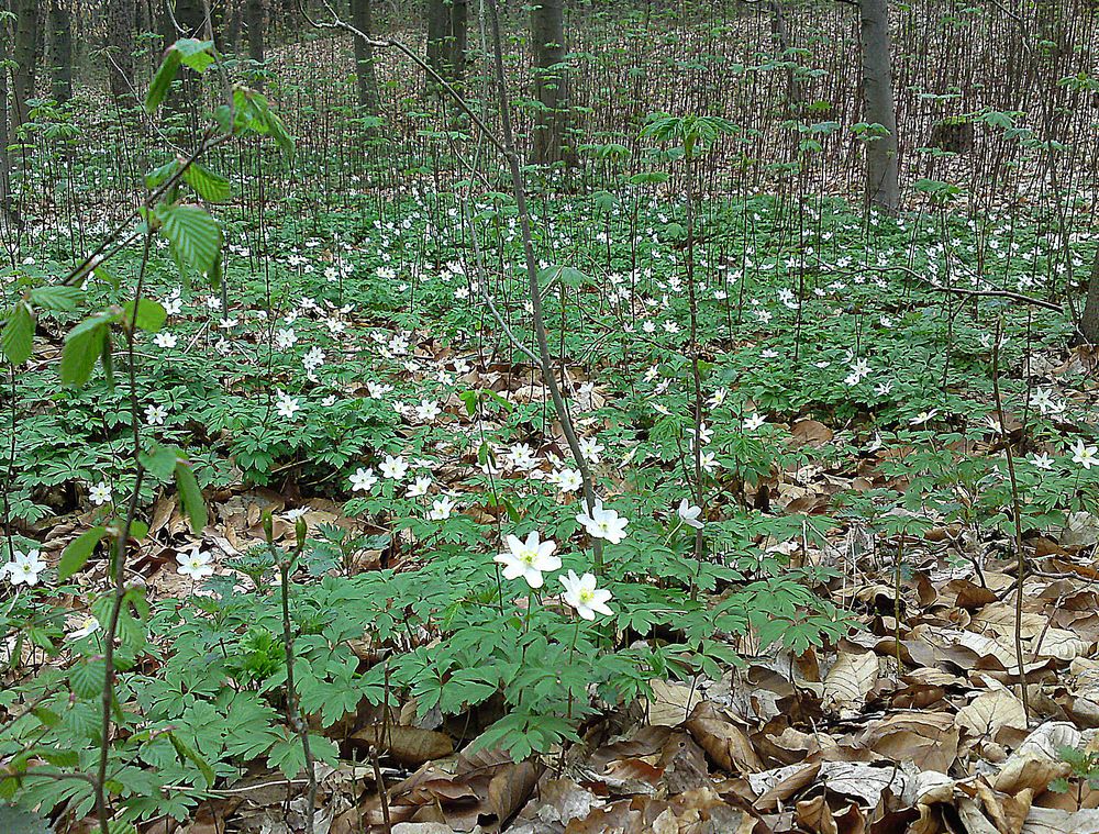 Hier entsteht ein neuer Wald .