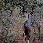 Hier erkennt man gut das gewundene Gehörn des Kudu-Mannes.