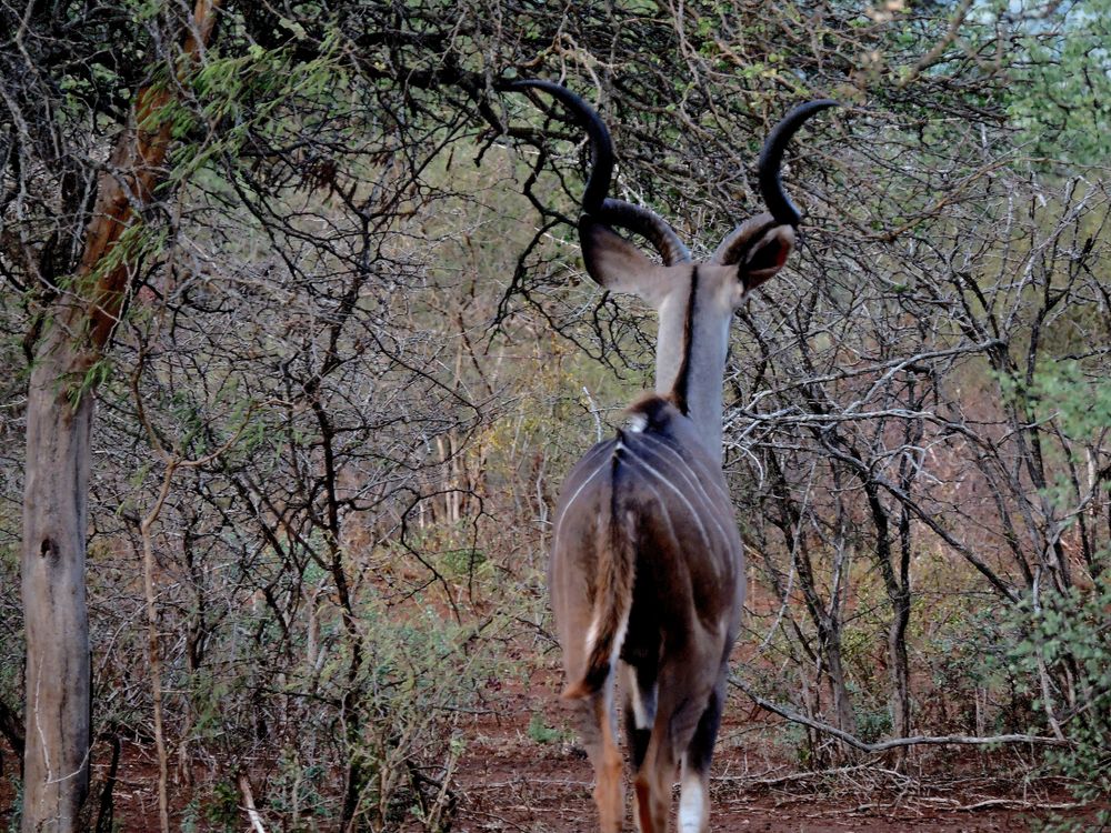 Hier erkennt man gut das gewundene Gehörn des Kudu-Mannes.