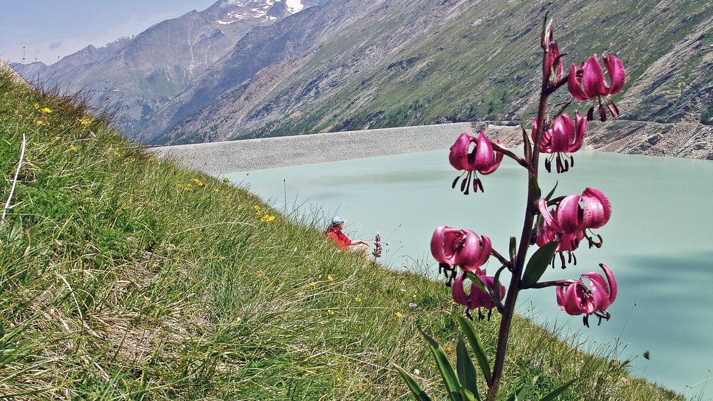 Hier fing die Liebe zum Türkenbund an ...am herrlichen Mattmarkstausee...