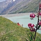 Hier fing die Liebe zum Türkenbund an ...am herrlichen Mattmarkstausee...