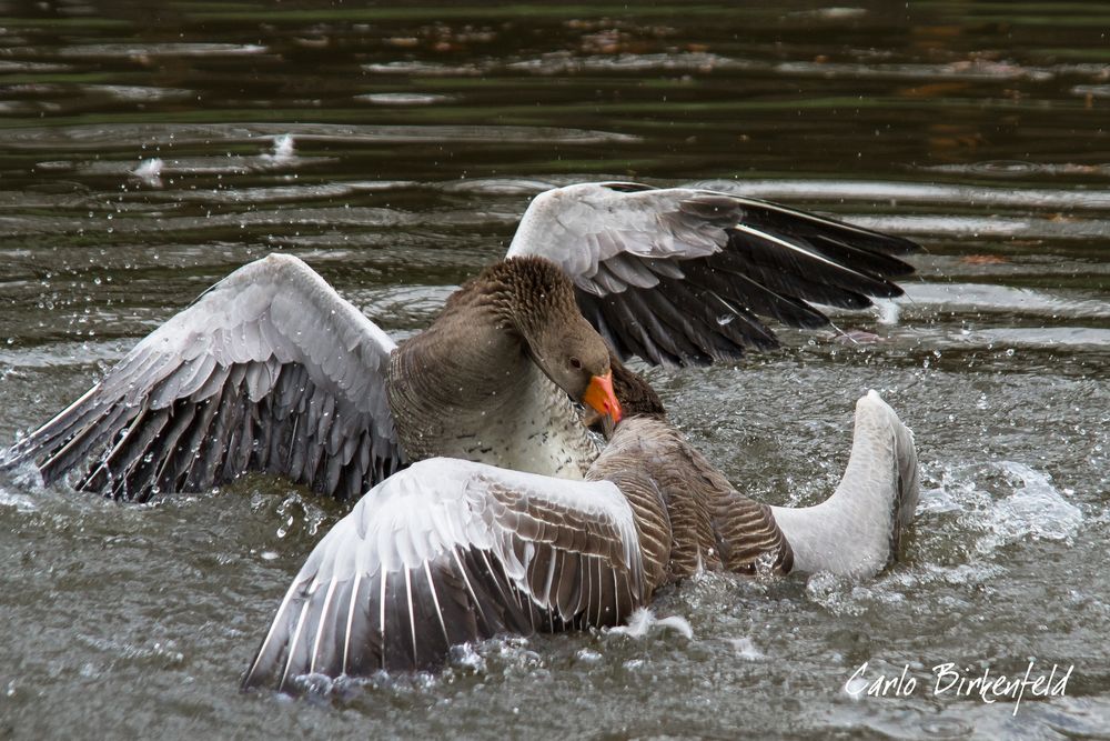 hier fliegen die fetzen......