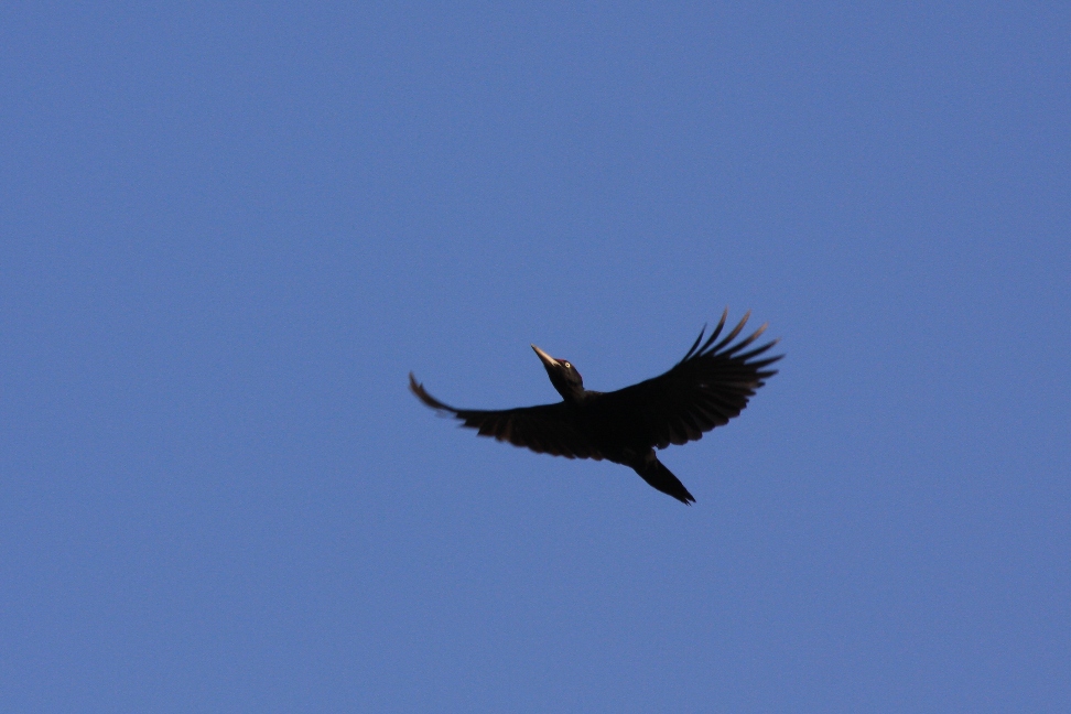 Hier fliegt der Zimmermann vom Waldstück nebenan