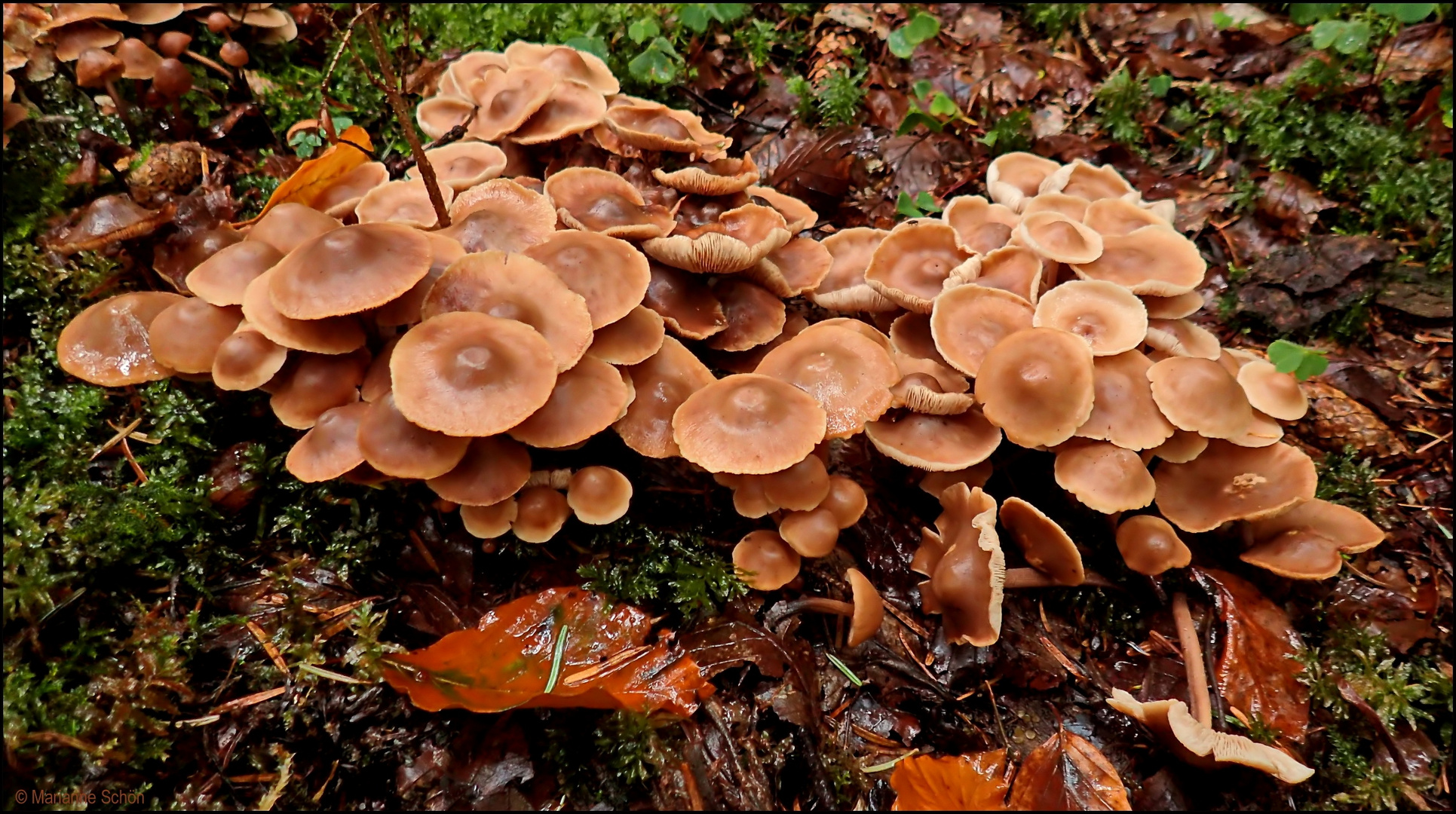 Hier gab es viele Hütchen im Wald...