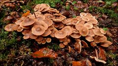 Hier gab es viele Hütchen im Wald...