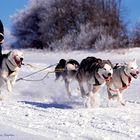 hier geht die Post ab ...  Schlittenhunderennen in Liebenscheid