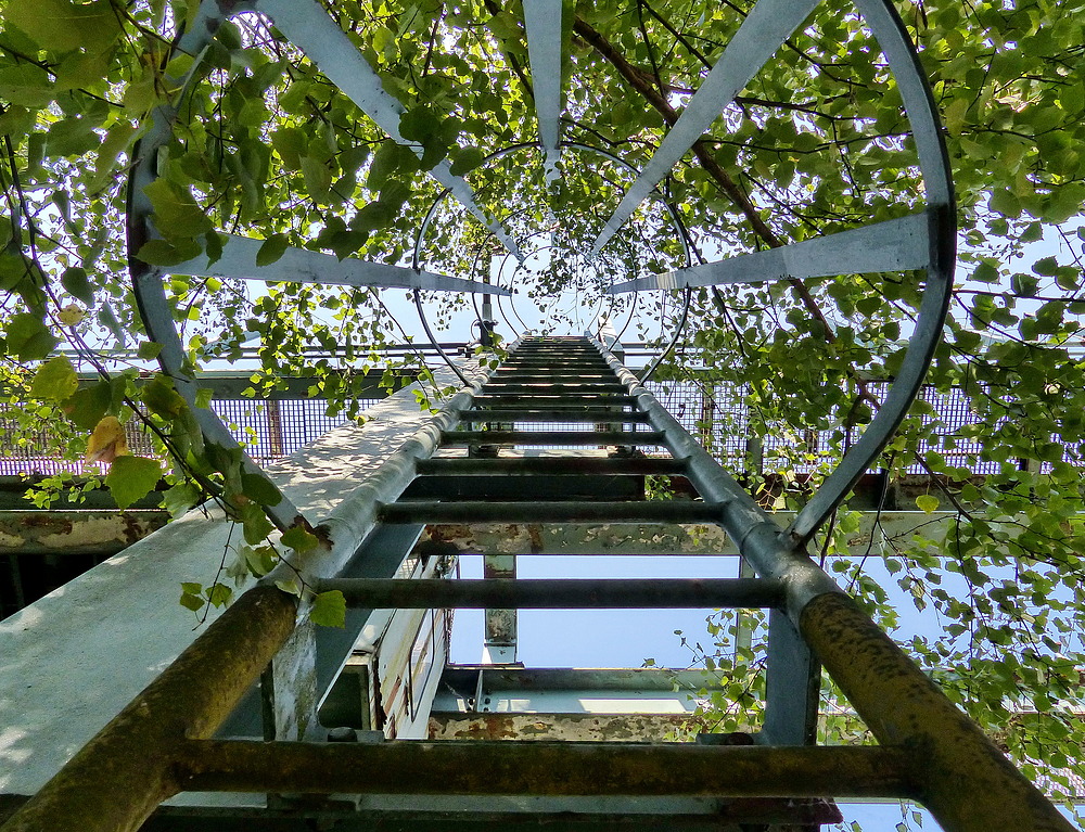 Hier geht es nach oben----in die Natur.