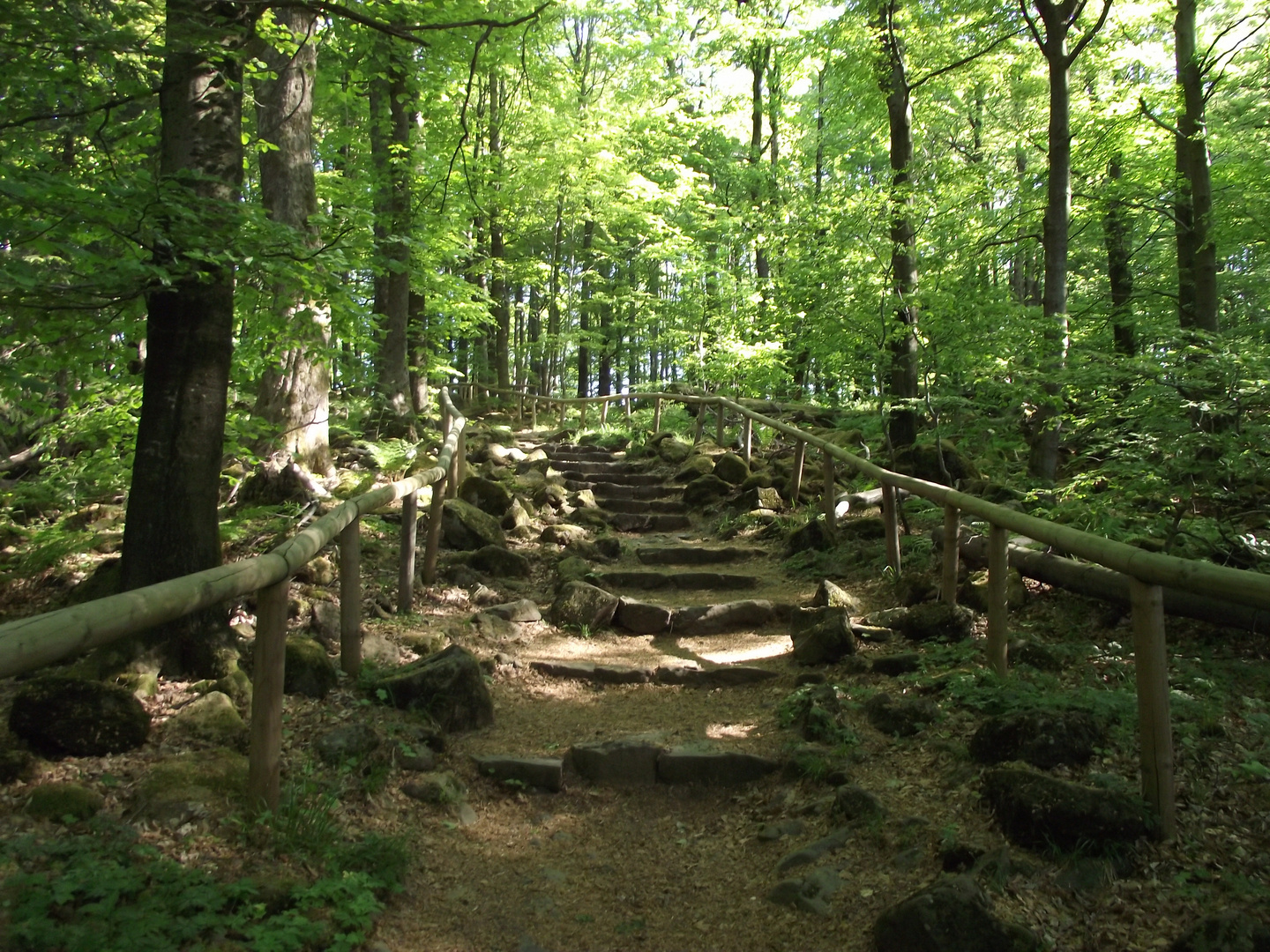 Hier gehts hoch zum Taufstein (773 m ü NN), höchster Gipfel im Vogelsberg