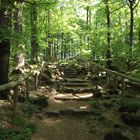 Hier gehts hoch zum Taufstein (773 m ü NN), höchster Gipfel im Vogelsberg