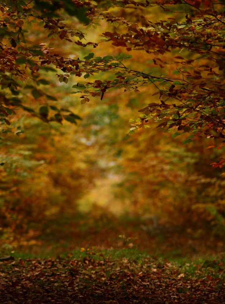 ...hier gehts rein in den wald....