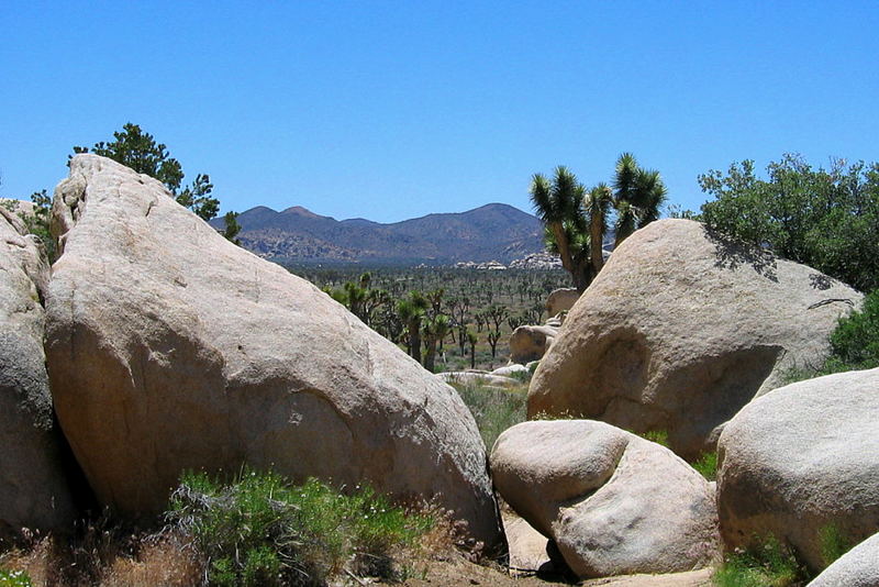 hier geht´s zum Joshua Tree Wald