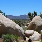 hier geht´s zum Joshua Tree Wald