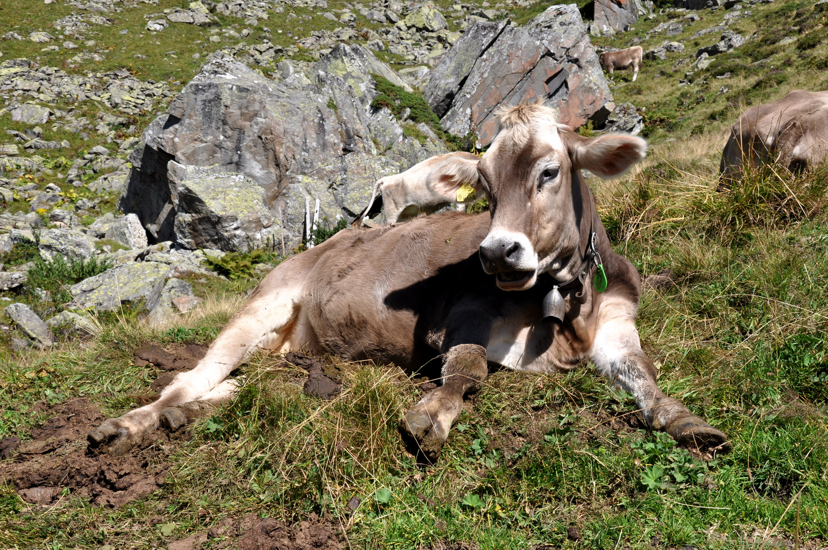 Hier gibt es noch glückliche Kühe!