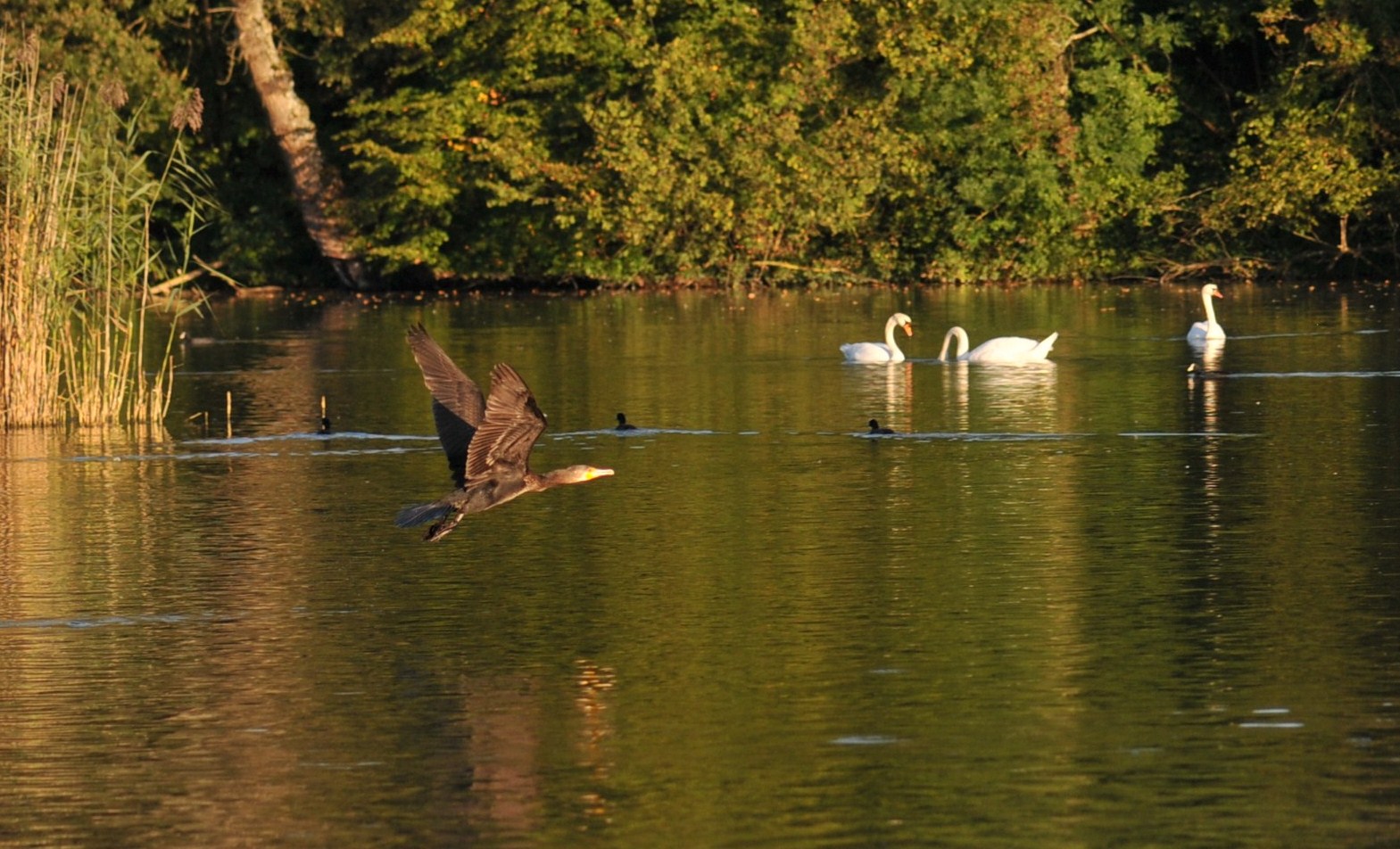 Hier gibt es noch LEBEN am Rhein