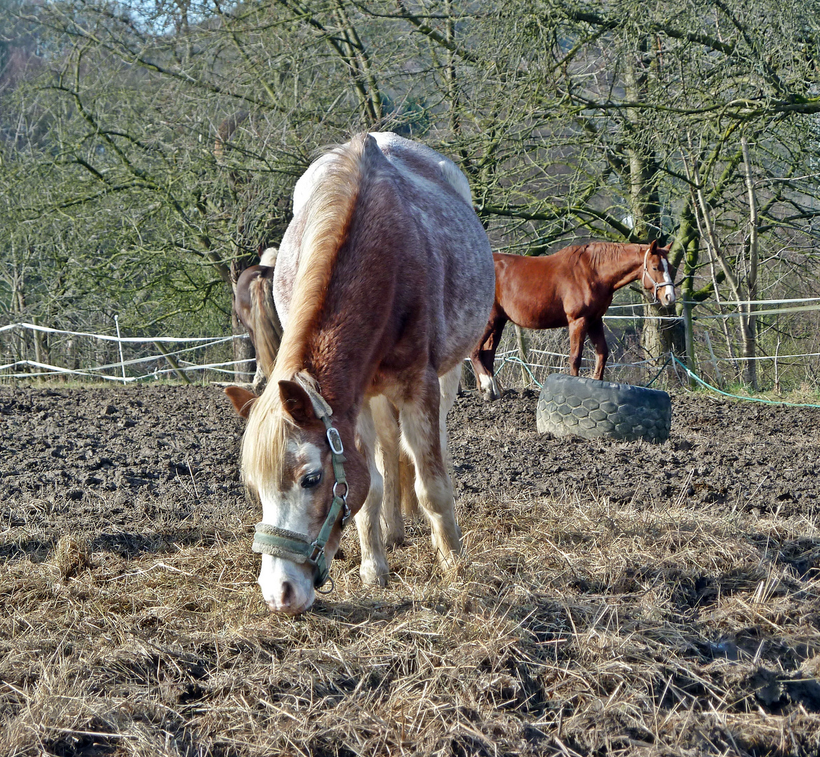 hier gibt es nur Trockenfutter