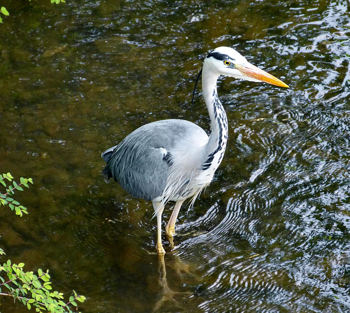 Hier gibts sicher guten Fisch