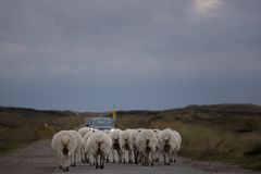 hier haben die Schafe Vorfahrt