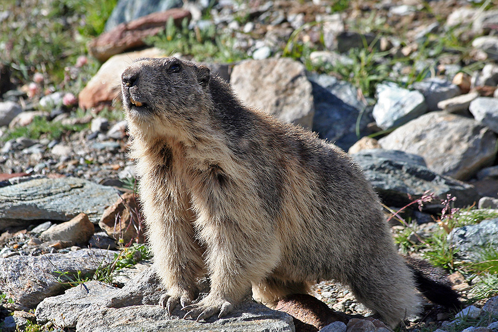 Hier haben wir uns rangepirscht und der "Murmel" hat uns viel Freude bereitet