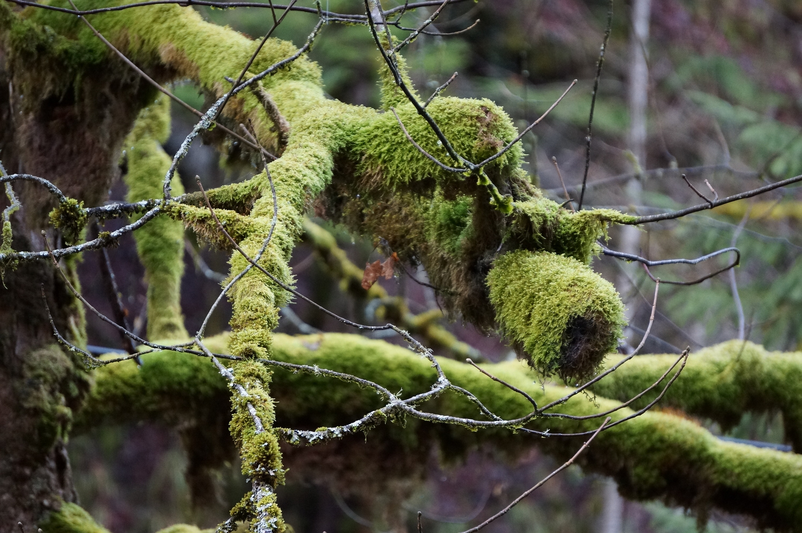 Hier hat die Natur ein neues Geschöpf kreiert