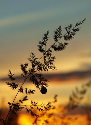 Hier hat ein Halm eine dicke Schnecke am Haken