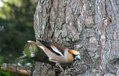 Hier hat in großer Eile und herumgerissen die Canon auf den Baum scharf gestellte