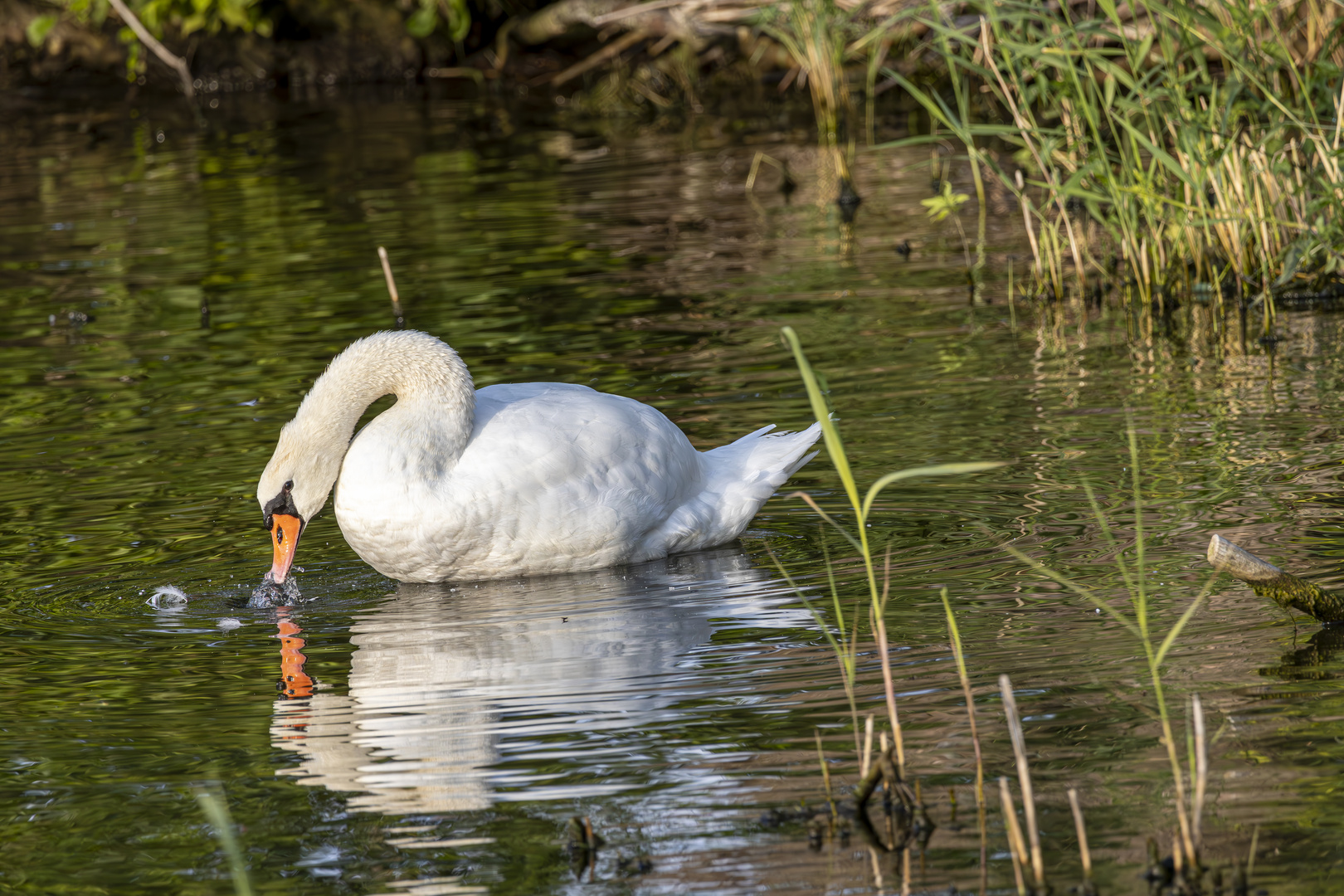 Hier hatte der Schwan noch Durst