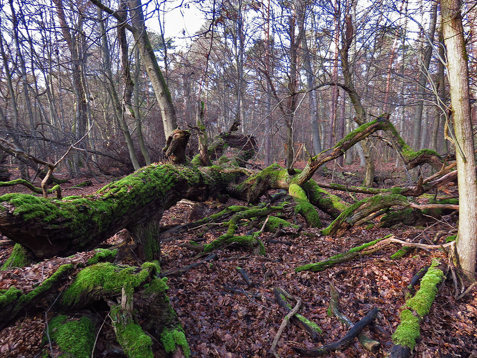 hier im Naturschutzgebiet