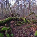 hier im Naturschutzgebiet