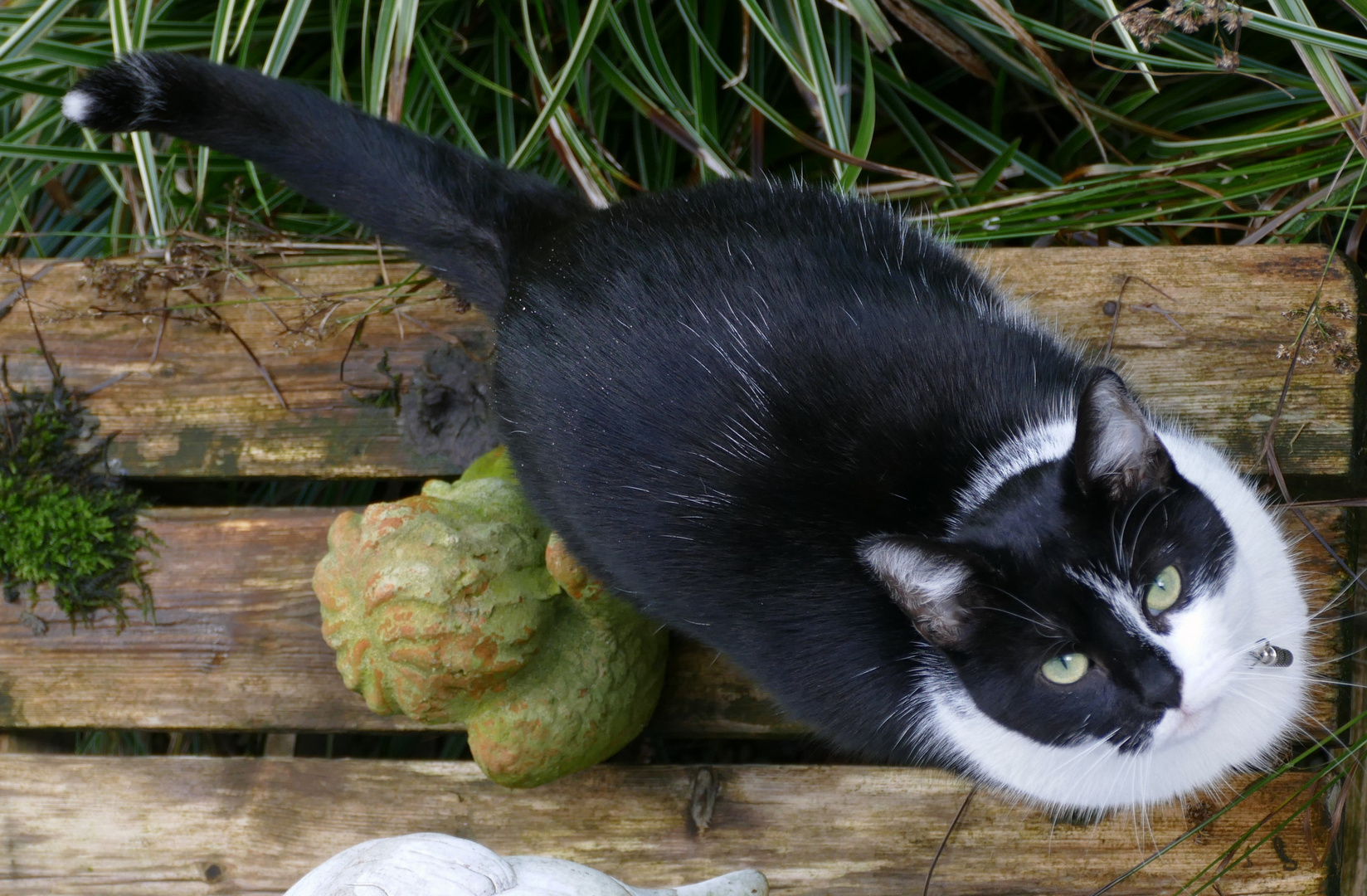 Hier ist das Vögelchen   =^..^=