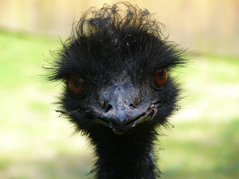 Hier Ist Das Vogelein Kuckuck Foto Bild Tiere Natur Bilder Auf Fotocommunity