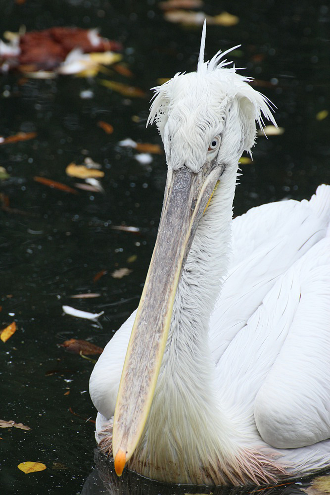 Hier ist eine Vogelart mit dem Namen eines Schreibwarenherstellers...