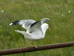 Hier ist er lautstark abgehauen (Möwe II)