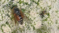 Hier ist mal ein solcher Brummer von 2,5 cm Länge: Tabanus bromius, eine Bremsenart.