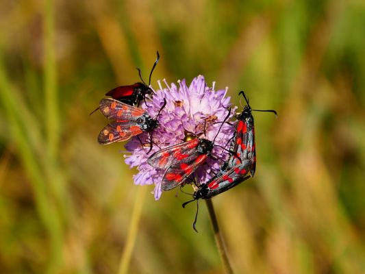 hier ist noch Leben auf der Skabiose