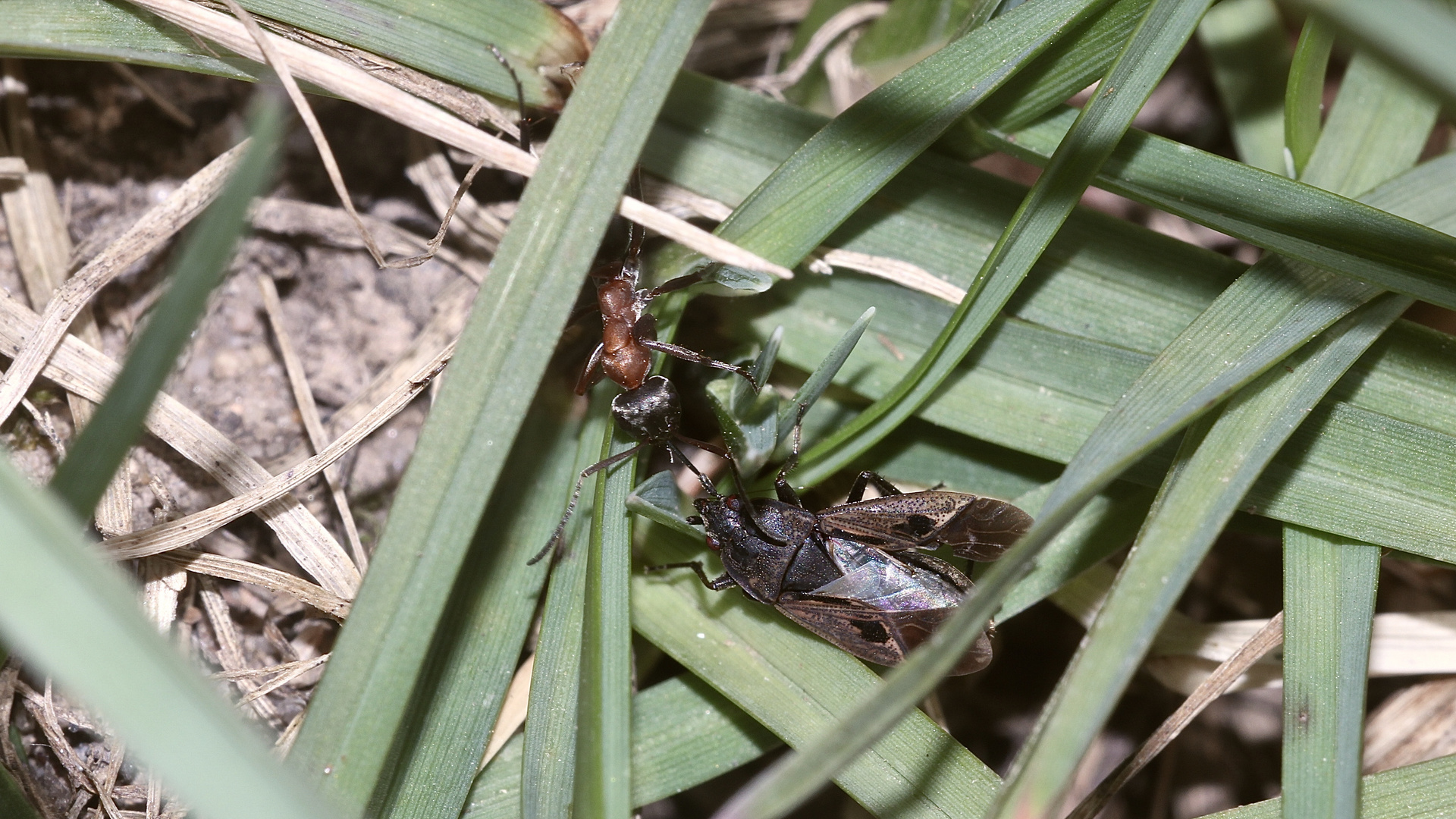 Hier ist Rhyparochromus pini einer Ameise zum Opfer gefallen