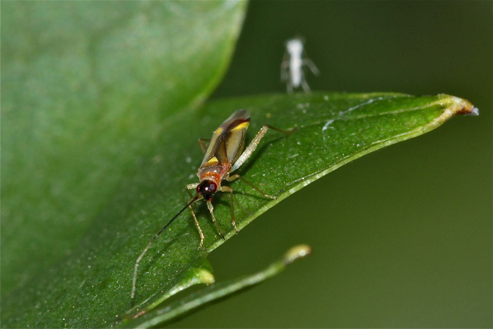 Hier ist wieder mal der Beweis (die Weichwanze Campyloneura virgula)!