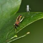 Hier ist wieder mal der Beweis (die Weichwanze Campyloneura virgula)!