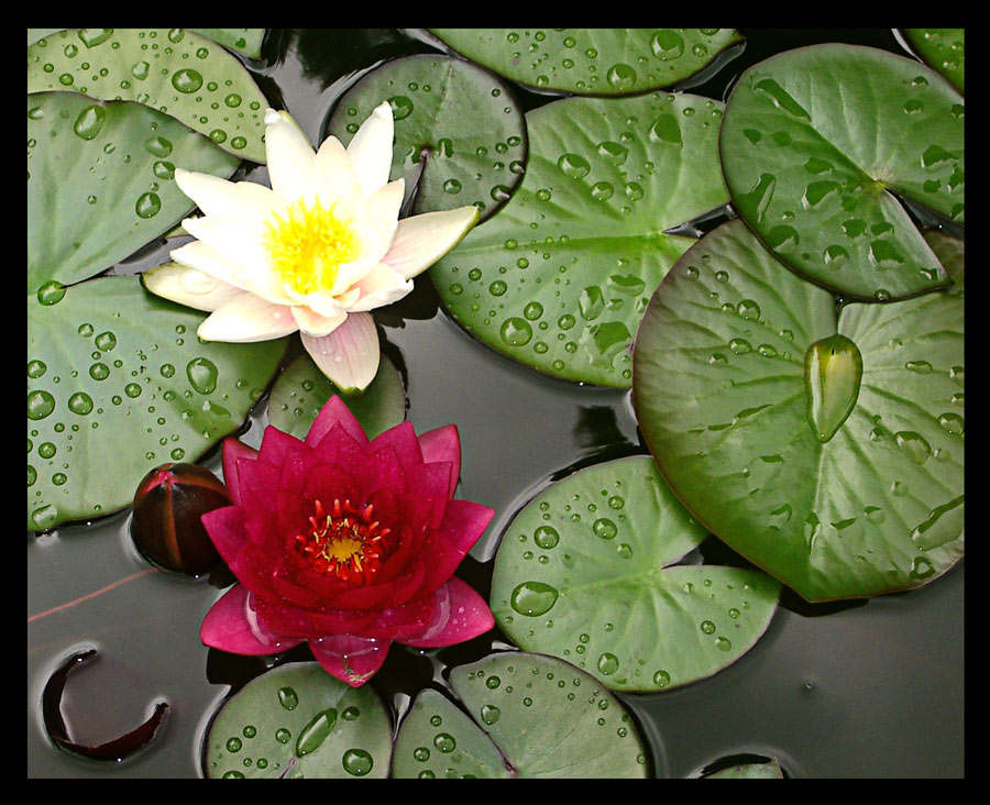 Hier kann ich entspannen - Bild & Foto von dark rose ii aus