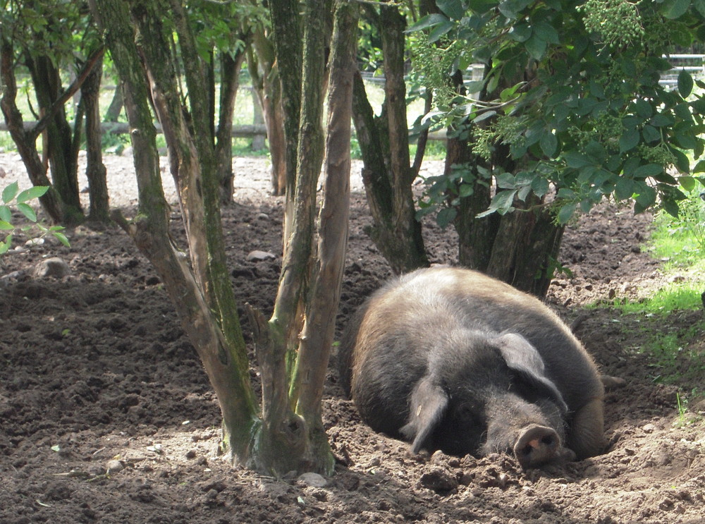 Hier kann man noch Schwein sein