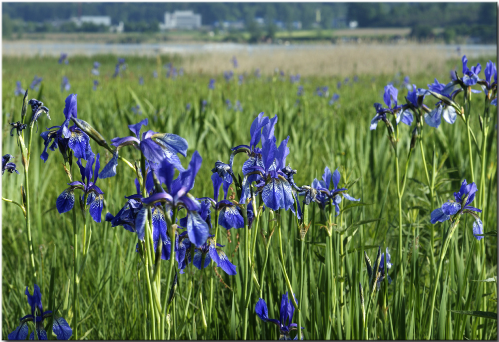 Hier kann man sie im freien Feld bewundern Foto & Bild ...