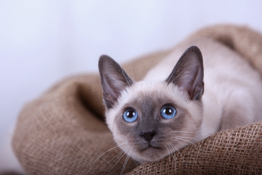 Hier kauft man die Katze nicht IM Sack!