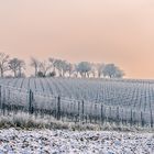 Hier kein Eiswein