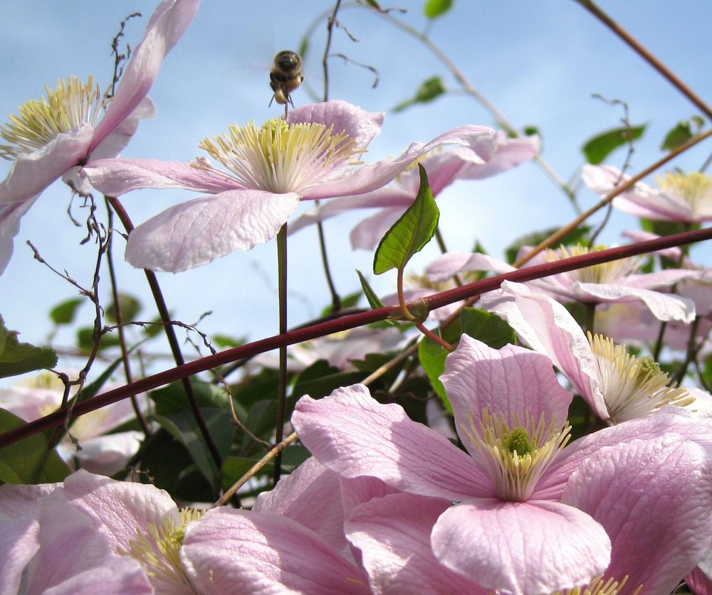 hier kommt das bienchen again......