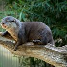 Hier kommt das kleine Otterlie...