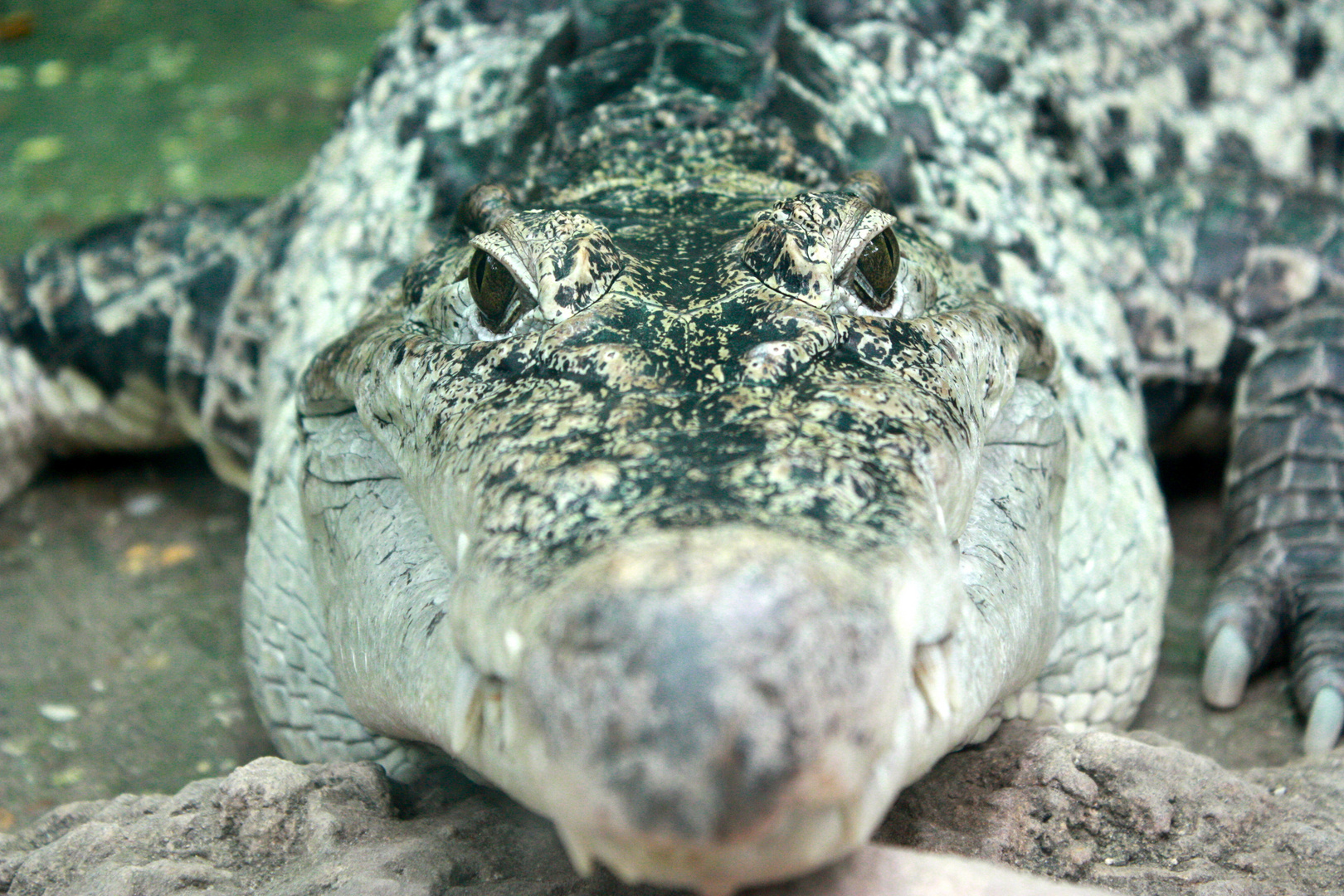 Hier kommt das Krokodil