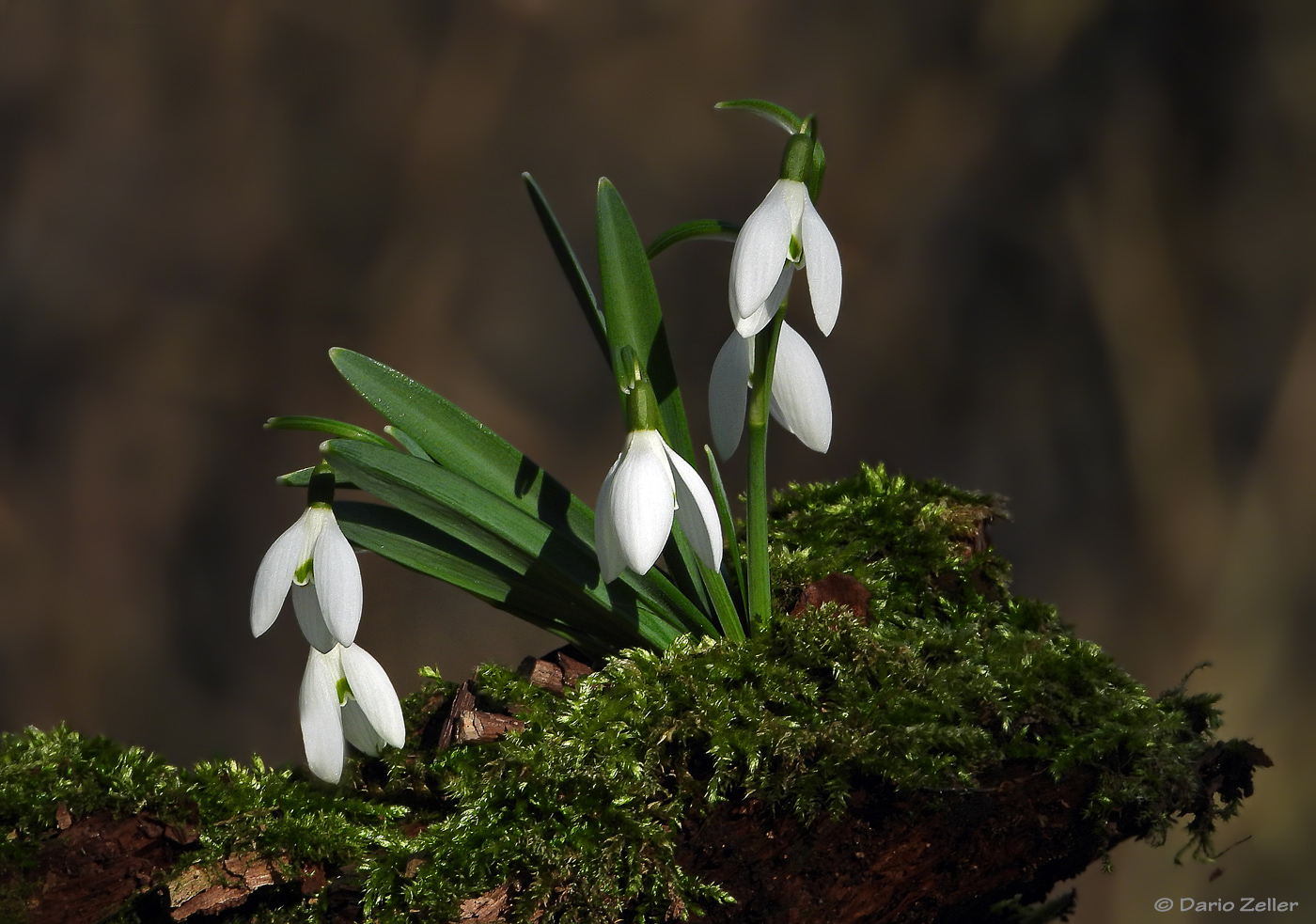 Hier kommt der Frühling