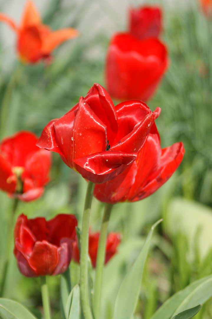 hier kommt der Frühling...